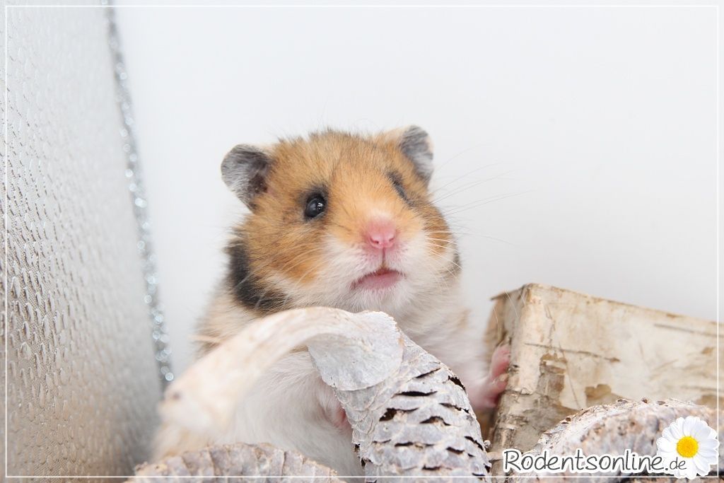 Zauberhafte, zahme Goldhamster und Teddyhamster Jungtiere