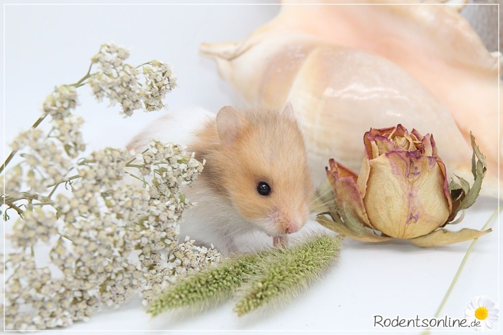 Zauberhafte, zahme Goldhamster und Teddyhamster Jungtiere