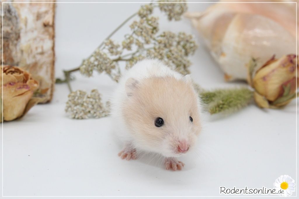 Zauberhafte, zahme Goldhamster und Teddyhamster Jungtiere