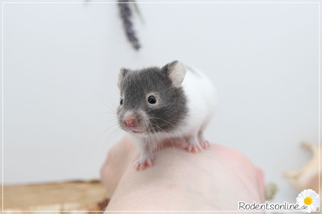 Zauberhafte, zahme Goldhamster und Teddyhamster Jungtiere