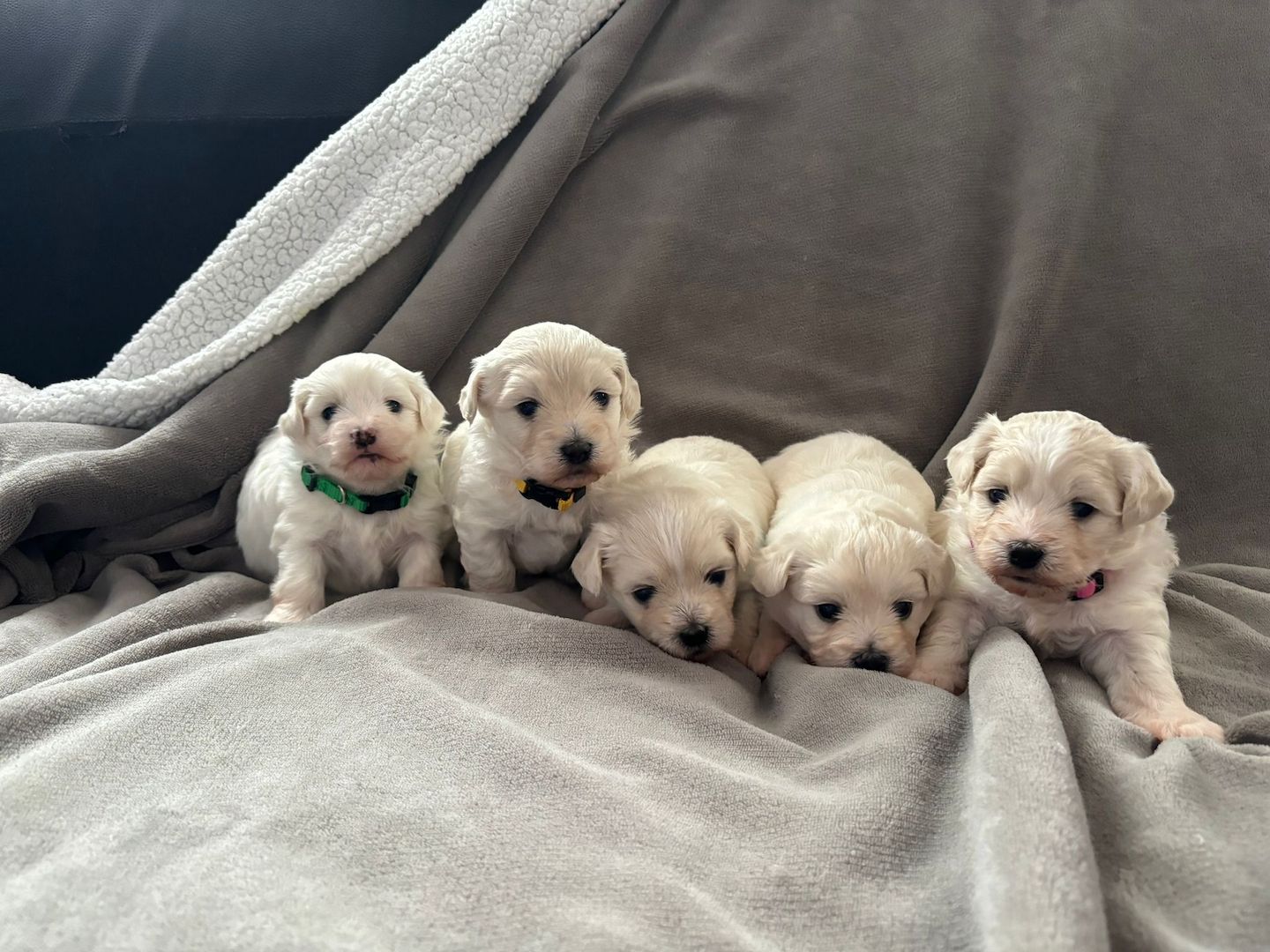 Süße Malteser Welpen