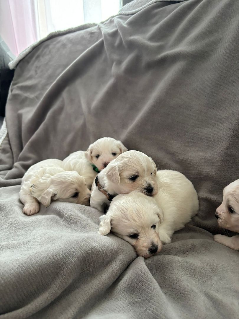 Süße Malteser Welpen