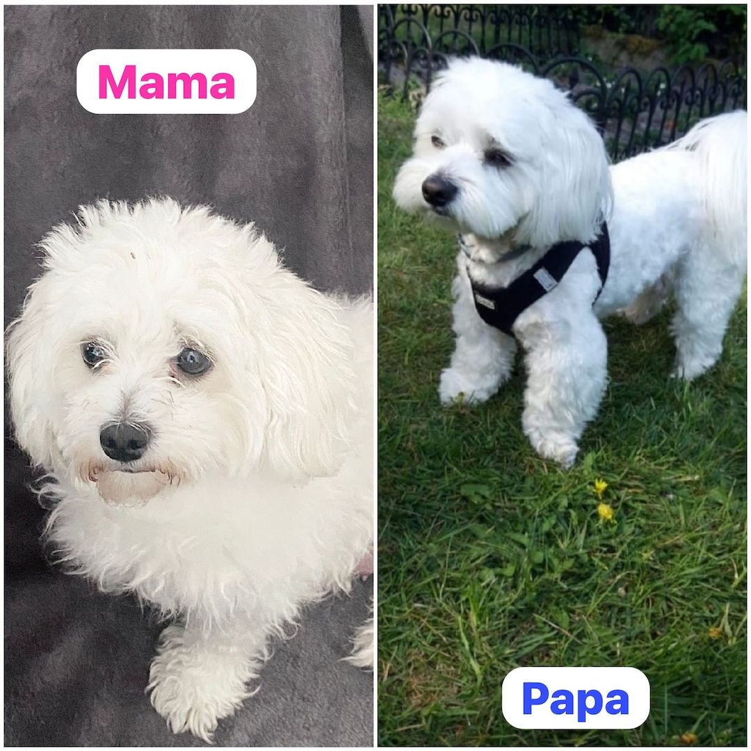 Süße Malteser Welpen