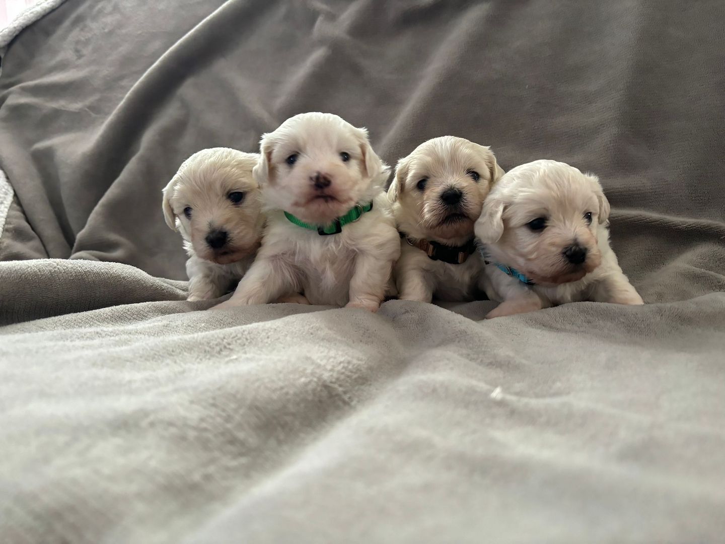 Süße Malteser Welpen