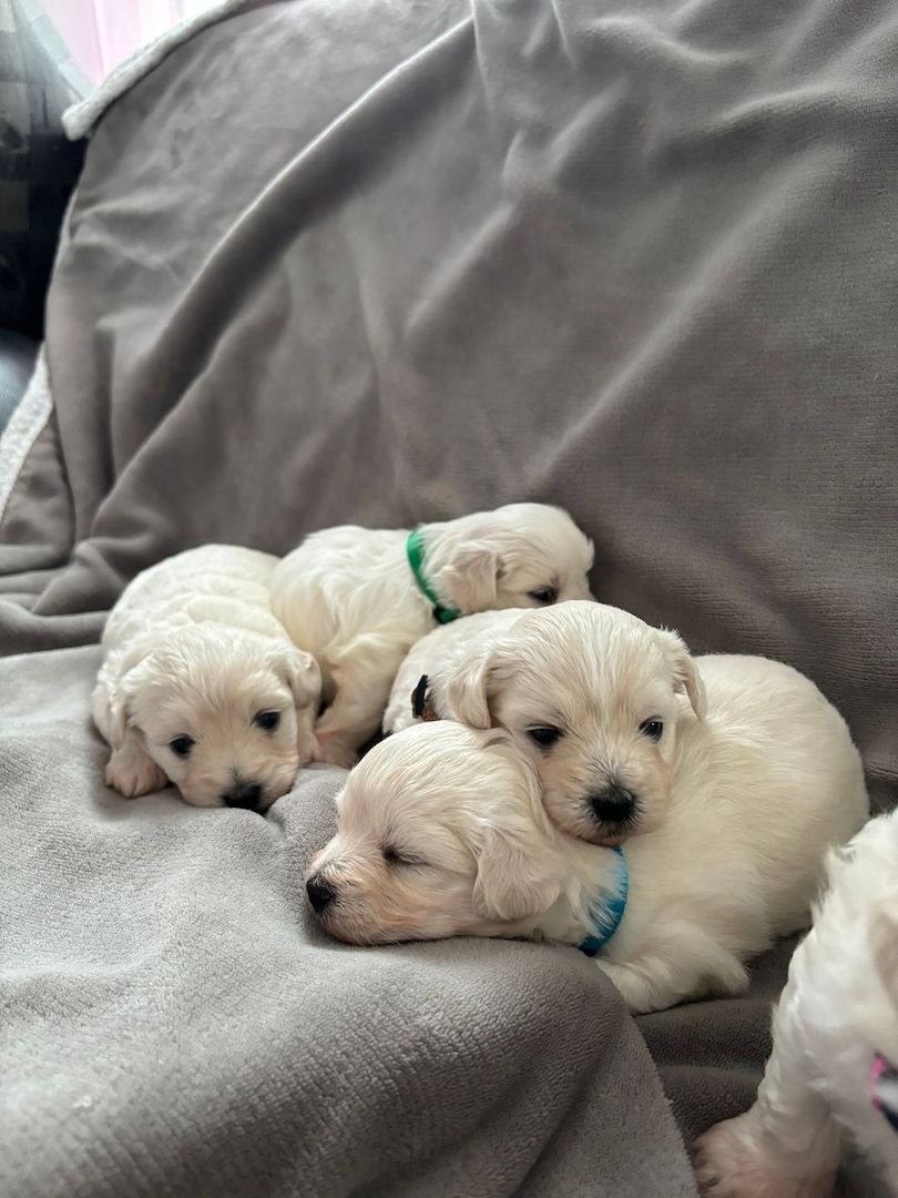 Süße Malteser Welpen