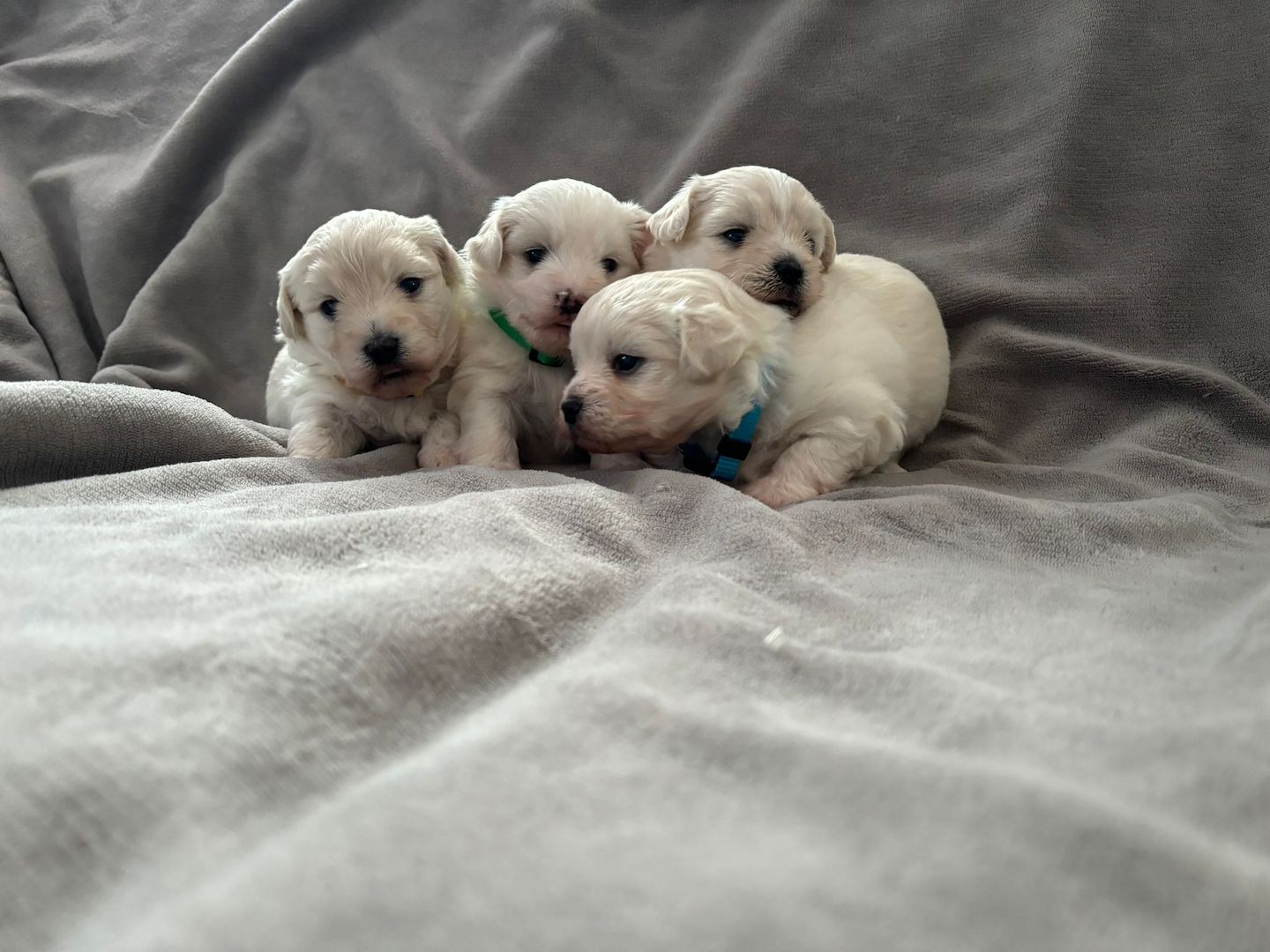 Süße Malteser Welpen