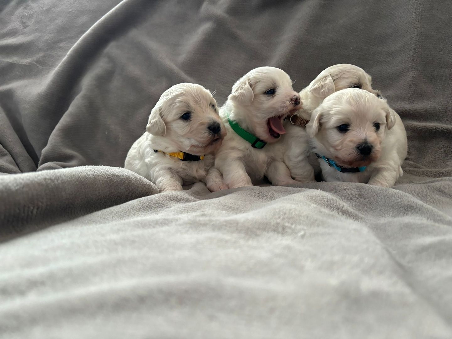 Süße Malteser Welpen