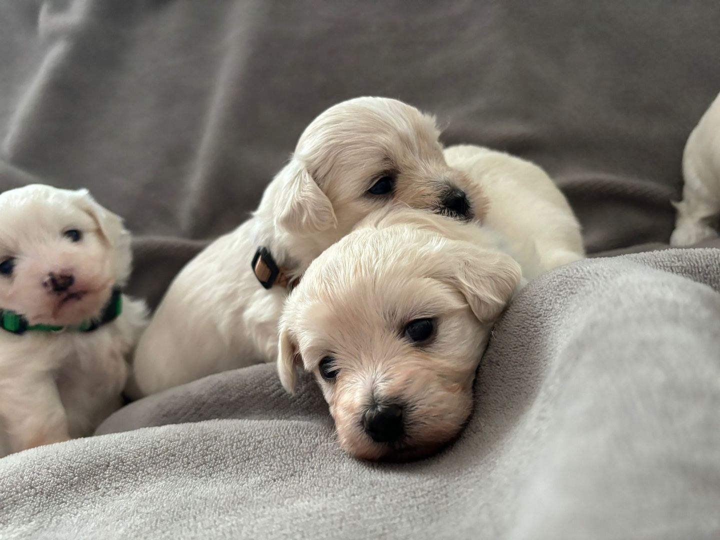 Süße Malteser Welpen