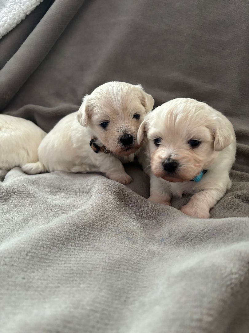 Süße Malteser Welpen