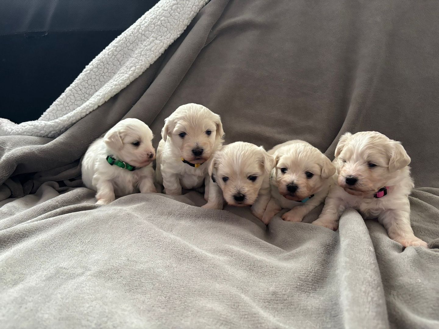 Süße Malteser Welpen