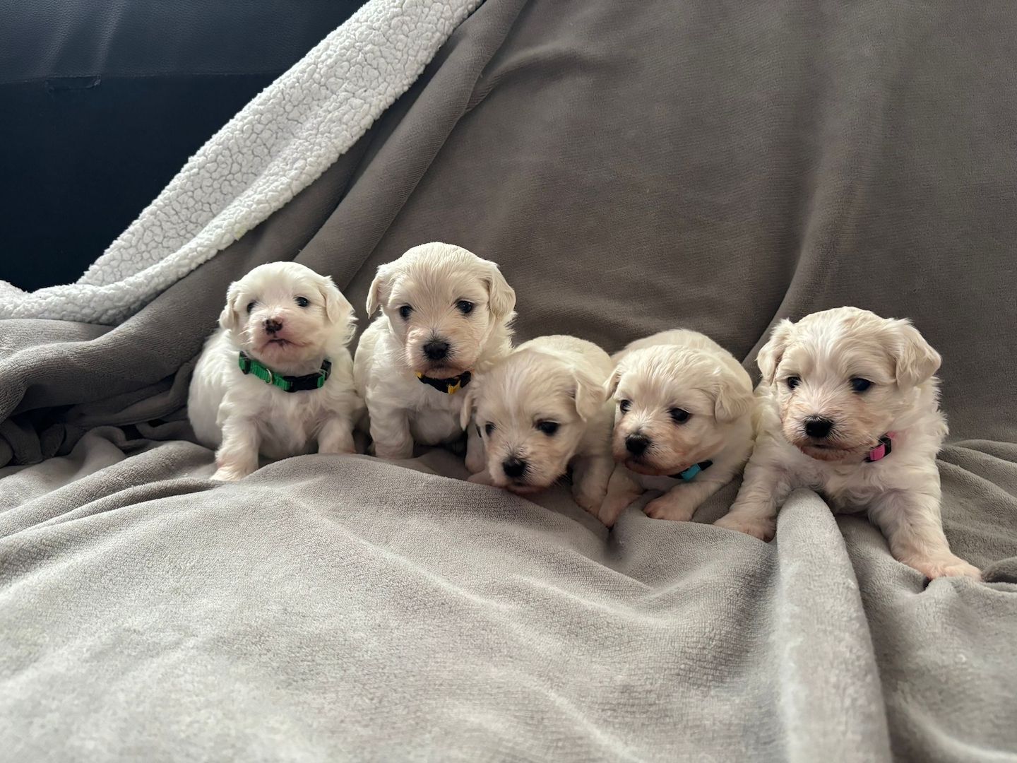 Süße Malteser Welpen