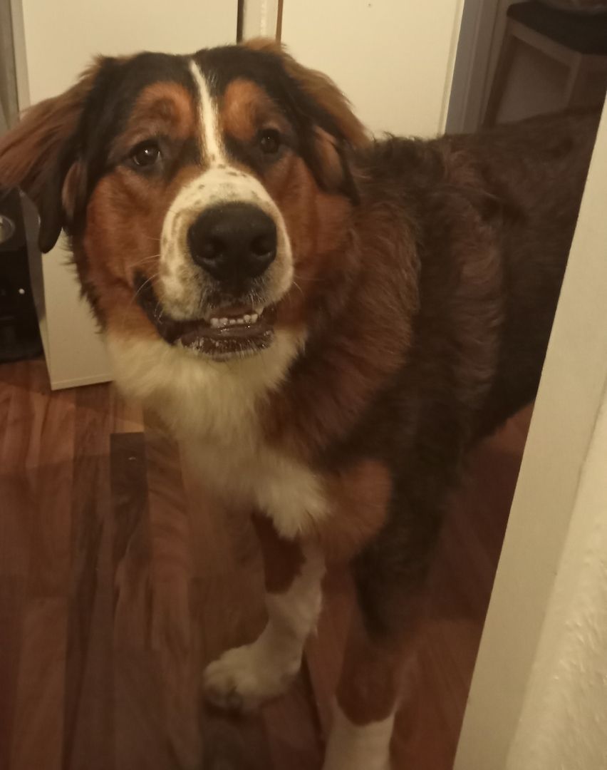 Paul sucht ein neues Zuhause