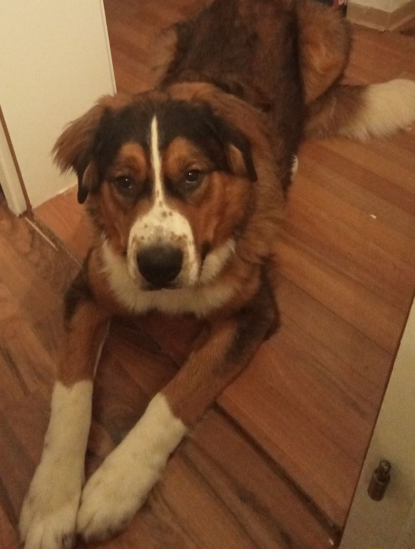 Paul sucht ein neues Zuhause