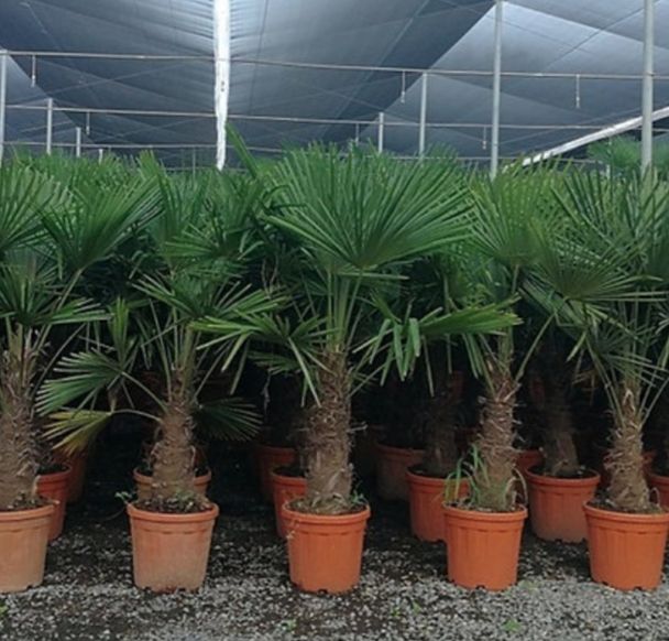 Tropische Frostfeste Palmen Exotische Pflanzen zum verkaufen Deutschland Palm Verkauf