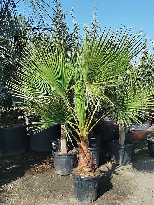 Tropische Frostfeste Palmen Exotische Pflanzen zum verkaufen Deutschland Palm Verkauf