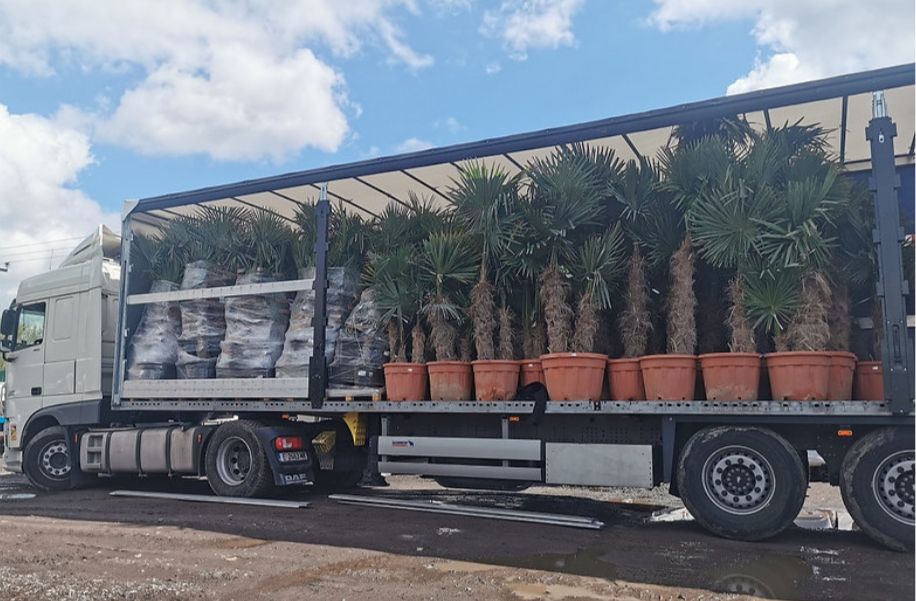 Tropische Frostfeste Palmen Exotische Pflanzen zum verkaufen Deutschland Palm Verkauf