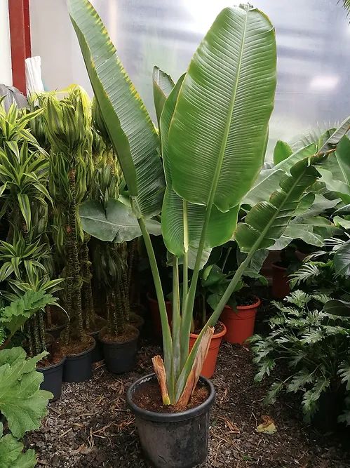 Tropische Frostfeste Palmen Exotische Pflanzen zum verkaufen Deutschland Palm Verkauf