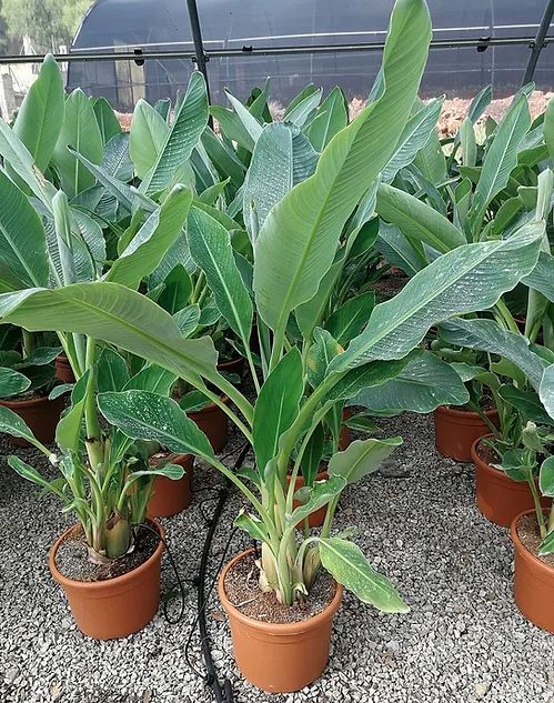 Tropische Frostfeste Palmen Exotische Pflanzen zum verkaufen Deutschland Palm Verkauf