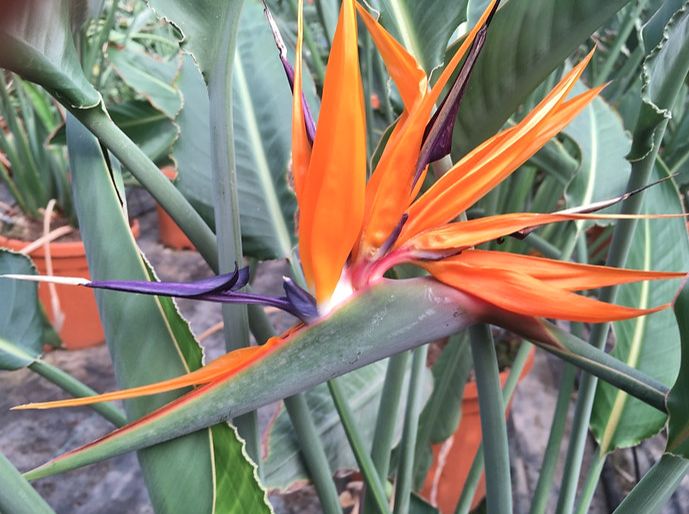 Tropische Frostfeste Palmen Exotische Pflanzen zum verkaufen Deutschland Palm Verkauf