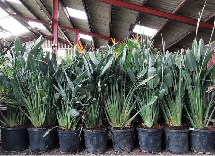 Tropische Frostfeste Palmen Exotische Pflanzen zum verkaufen Deutschland Palm Verkauf