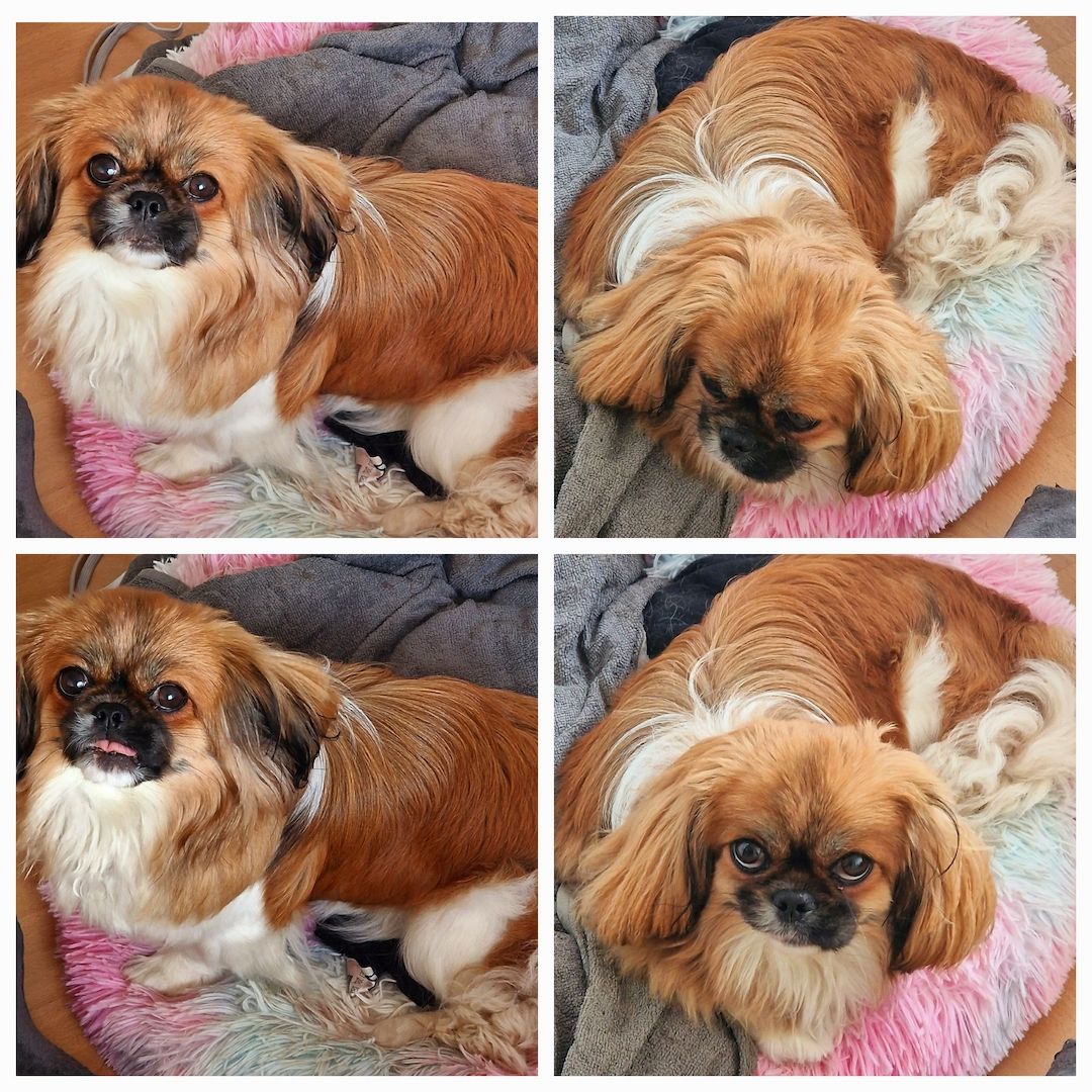 Pekinese Hündin sucht neues Zuhause