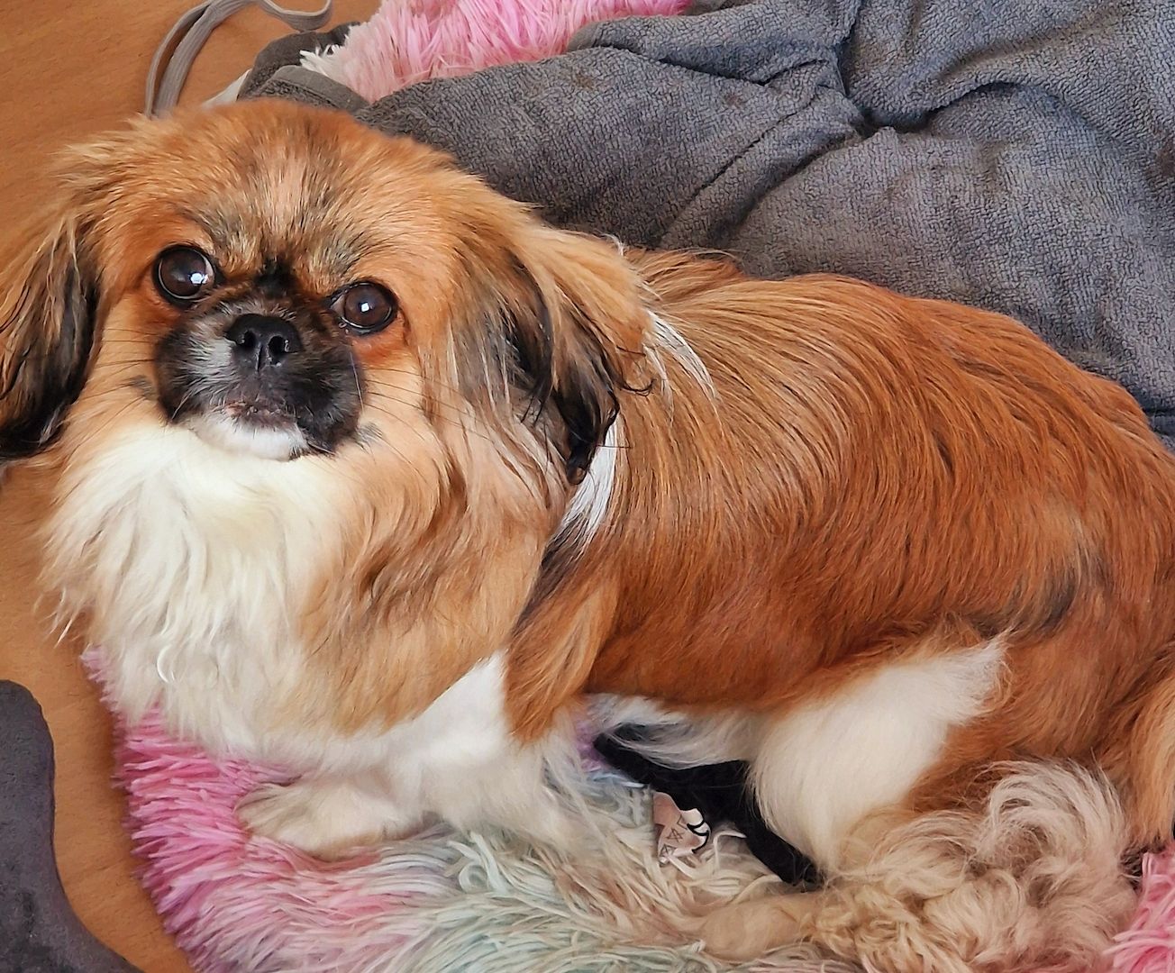 Pekinese Hündin sucht neues Zuhause