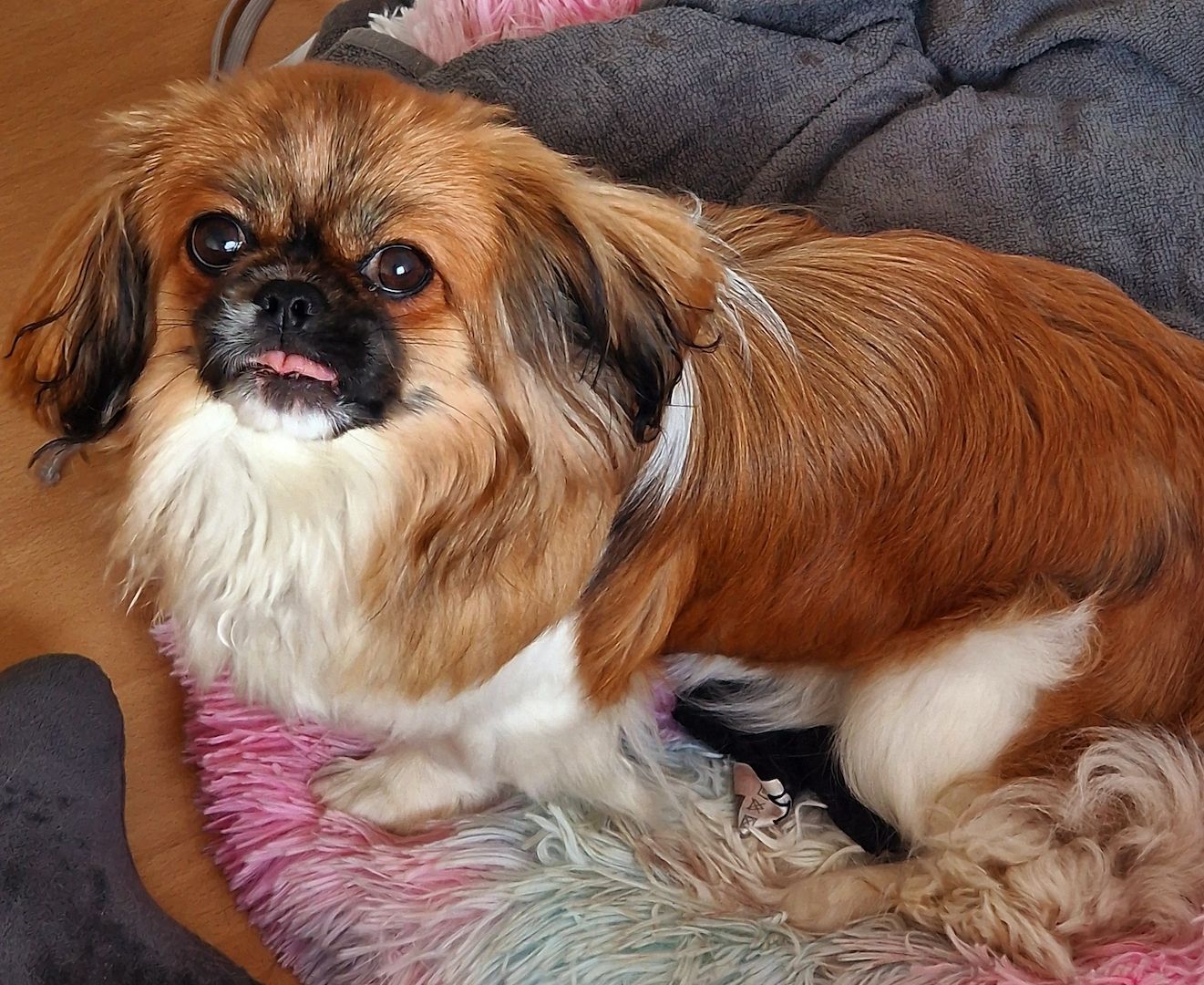 Pekinese Hündin sucht neues Zuhause