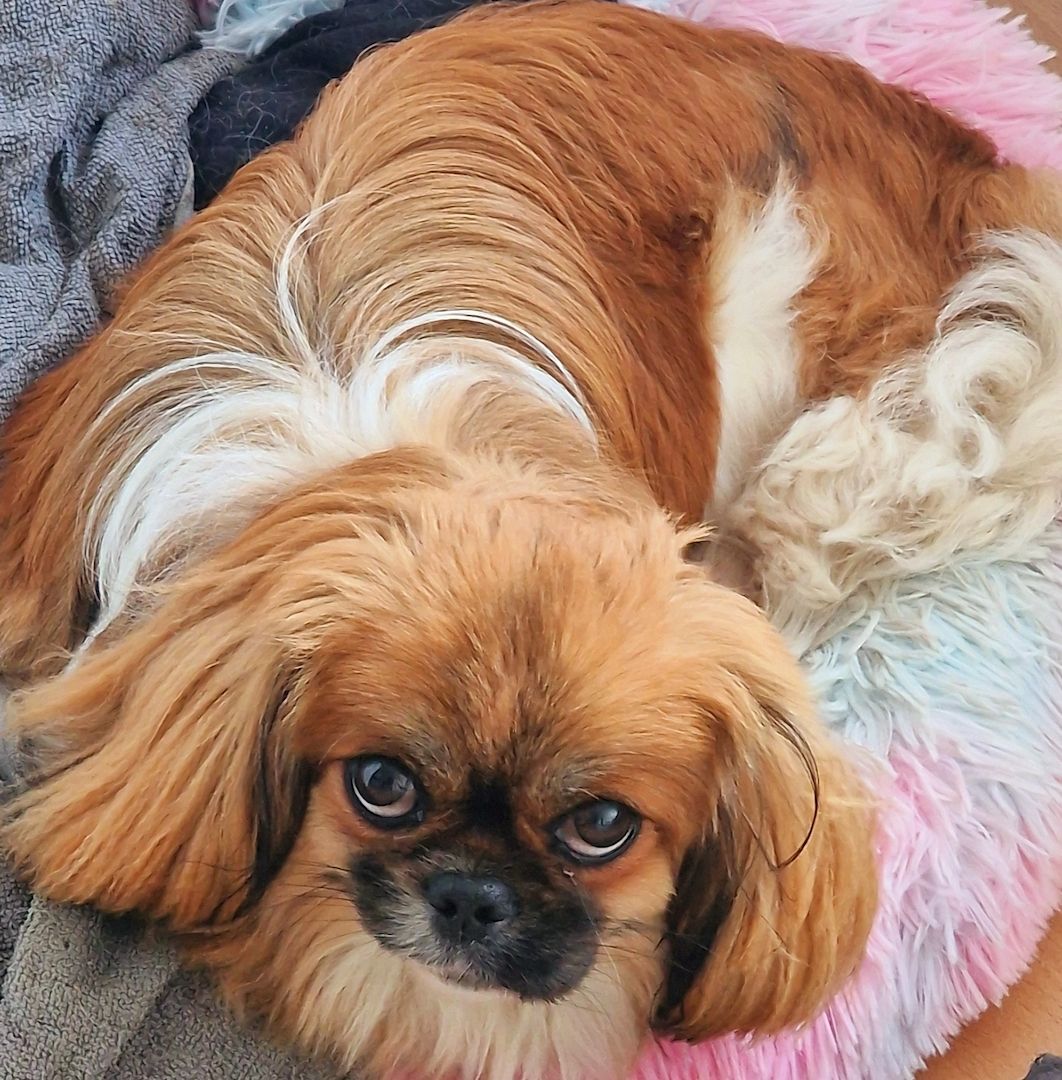 Pekinese Hündin sucht neues Zuhause