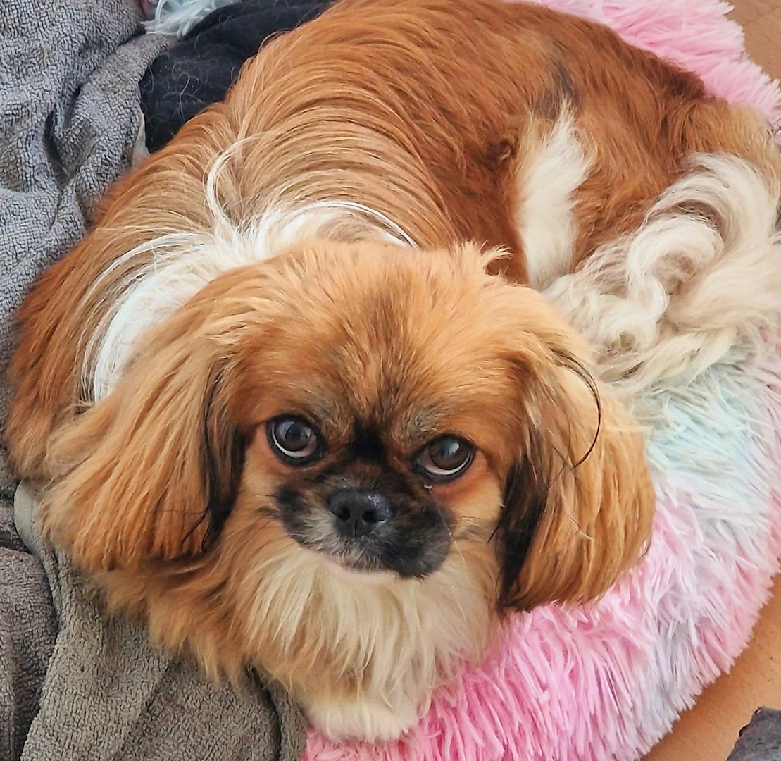 Pekinese Hündin sucht neues Zuhause