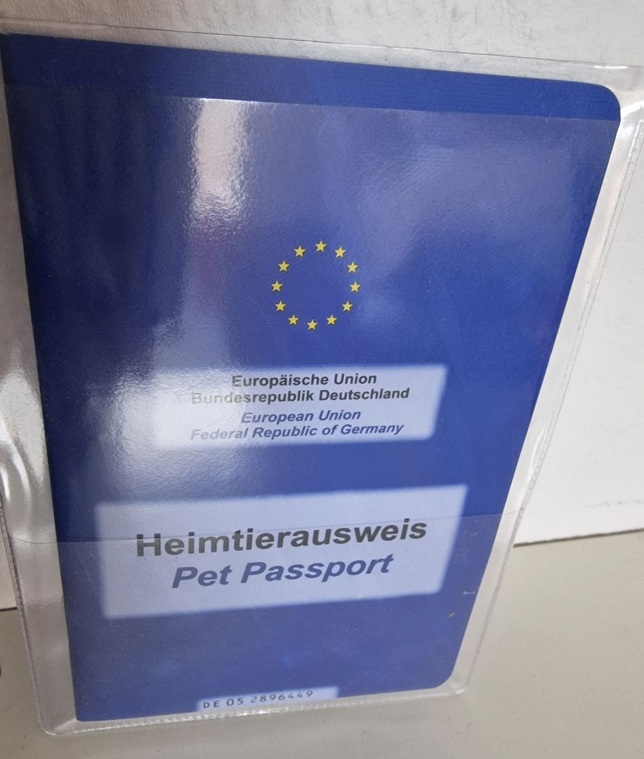 Pekinese Hündin sucht neues Zuhause