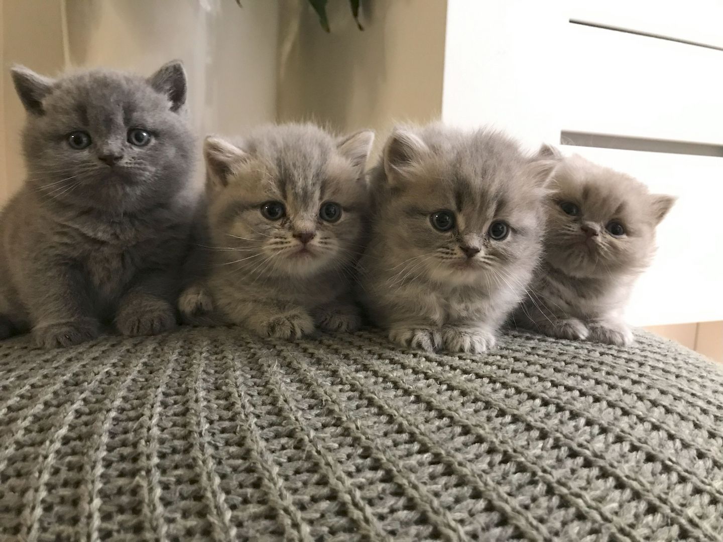 BKH-KiTTEN  Kurzhaar / Langhaar