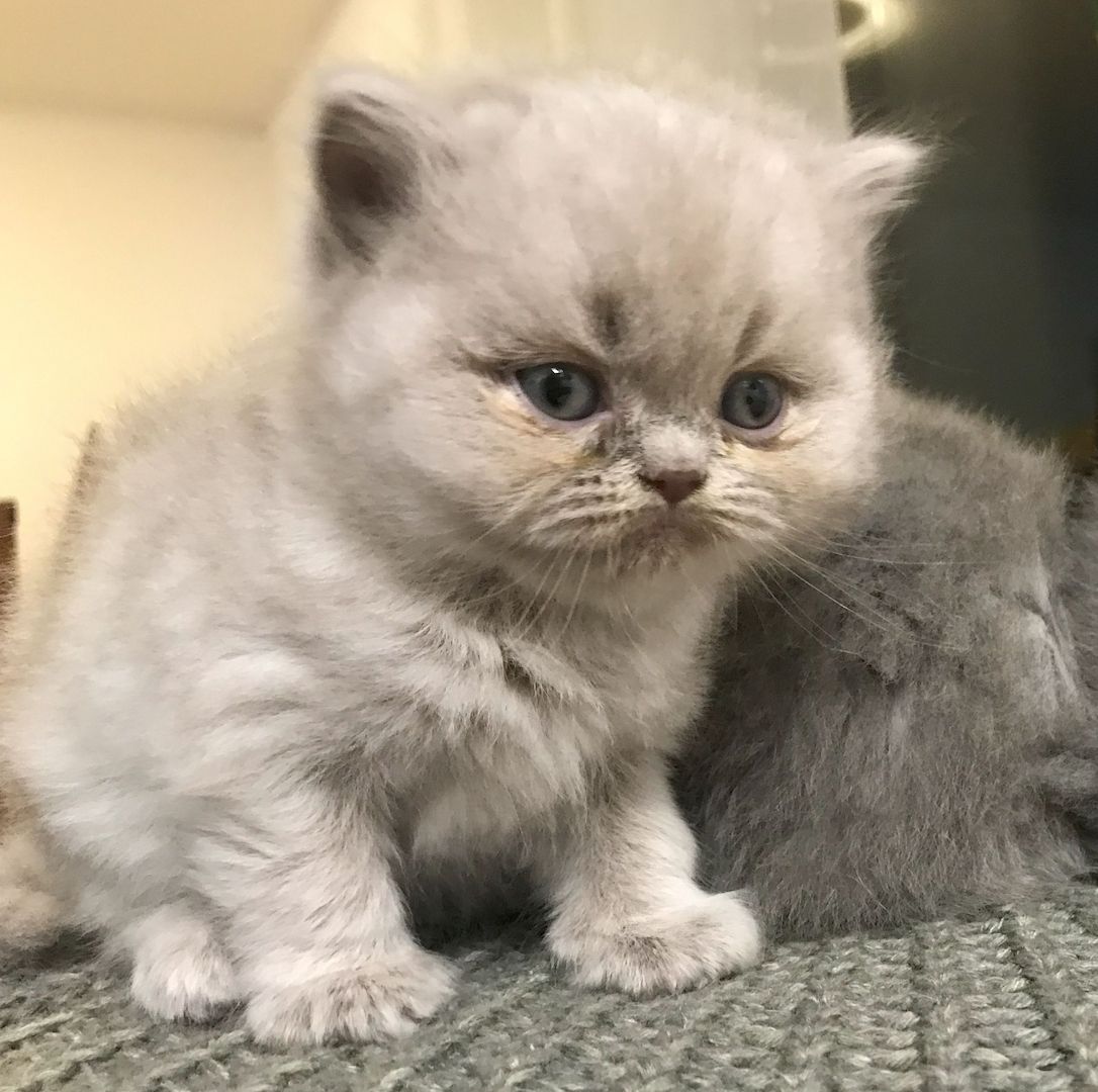 BKH-KiTTEN  Kurzhaar / Langhaar