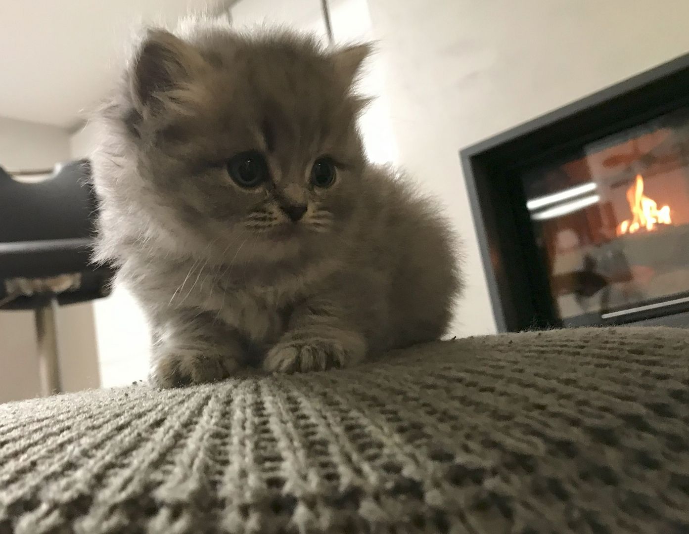 BKH-KiTTEN  Kurzhaar / Langhaar