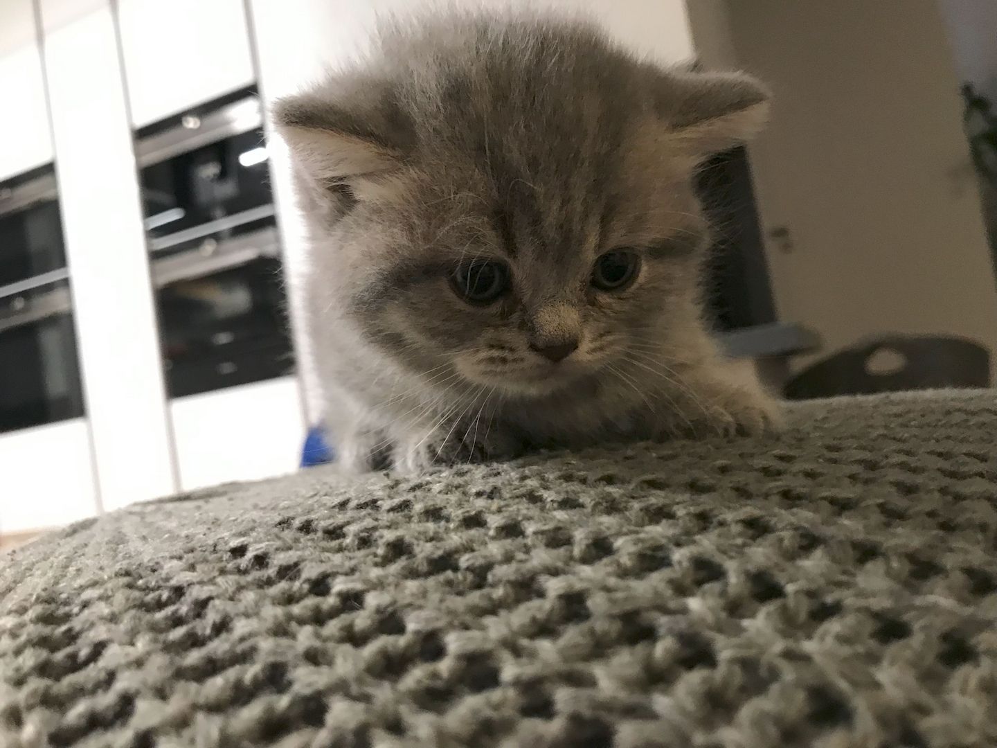 BKH-KiTTEN  Kurzhaar / Langhaar