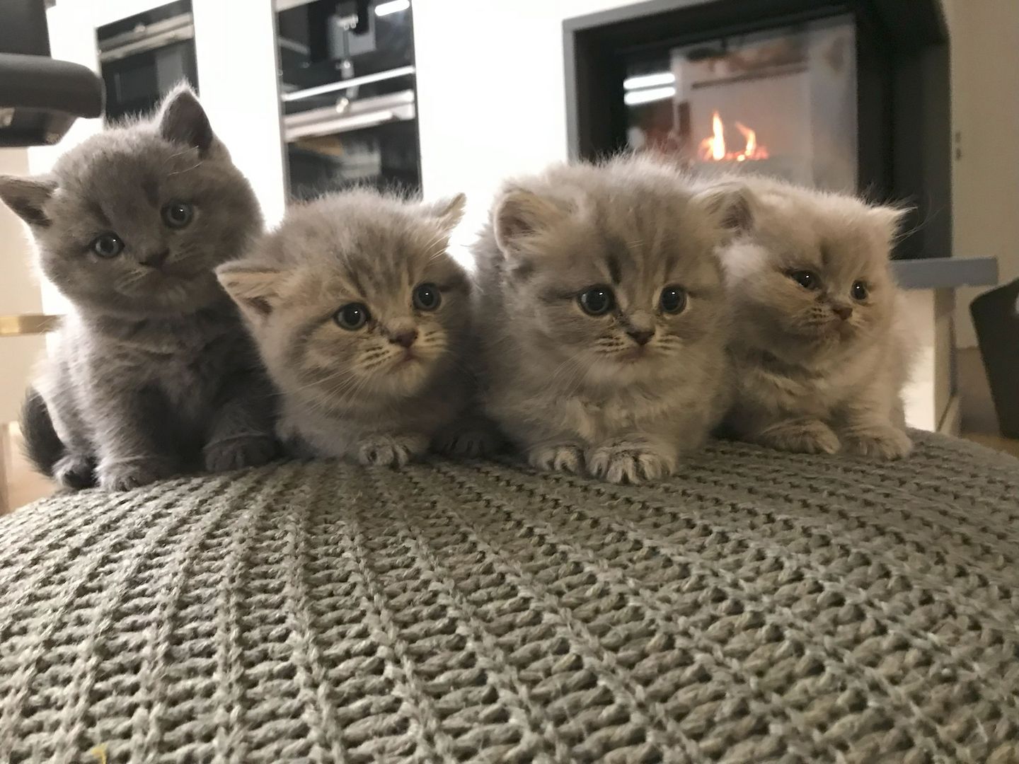 BKH-KiTTEN  Kurzhaar / Langhaar