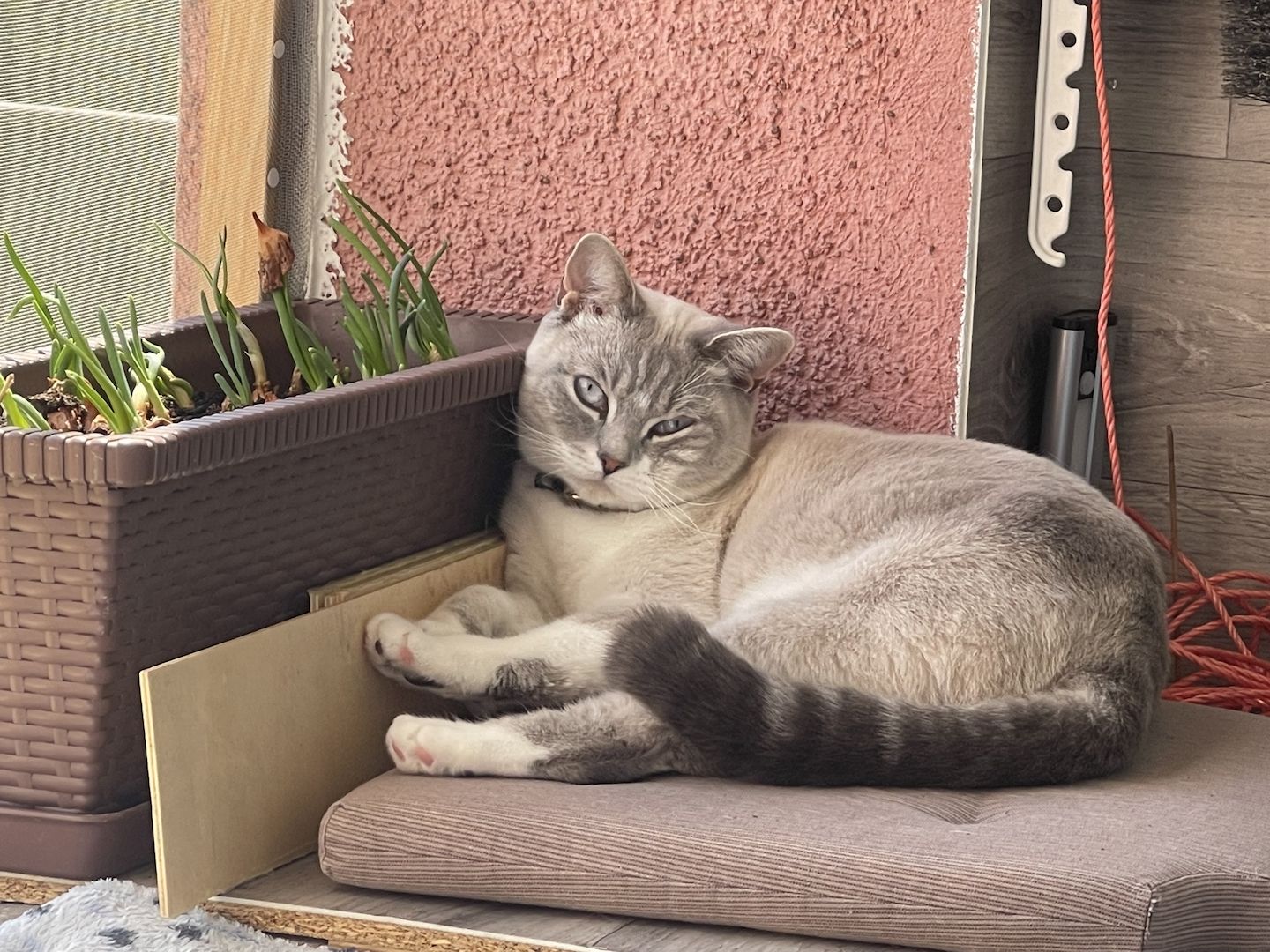 Britisch Kurzhaar Katze/ BKH