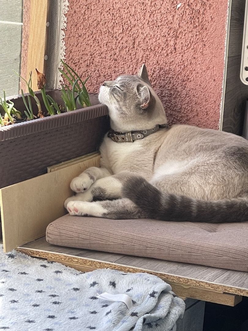 Britisch Kurzhaar Katze/ BKH