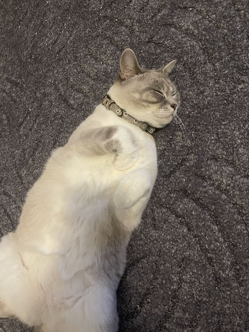 Britisch Kurzhaar Katze/ BKH