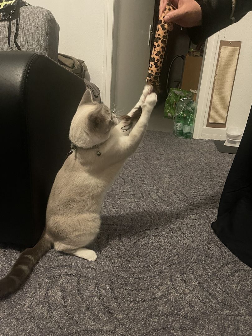 Britisch Kurzhaar Katze/ BKH