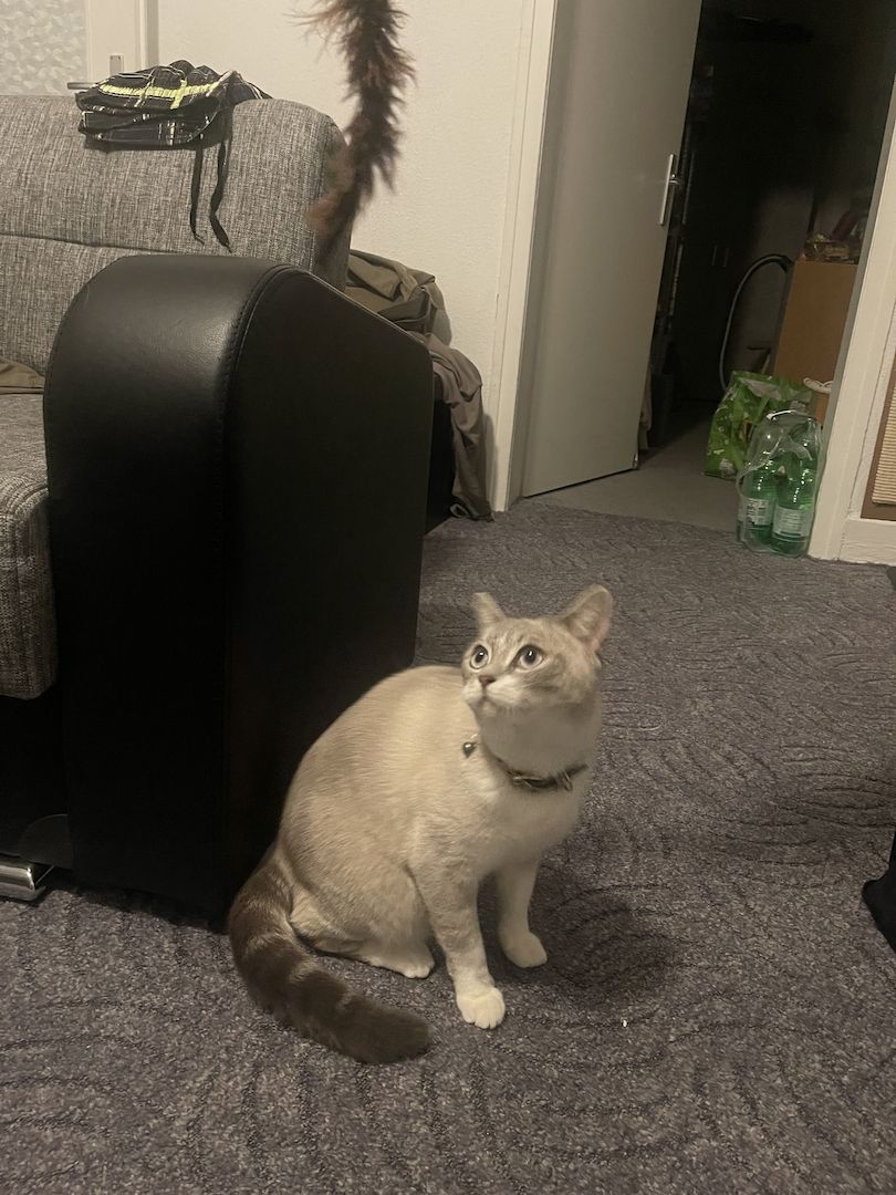 Britisch Kurzhaar Katze/ BKH