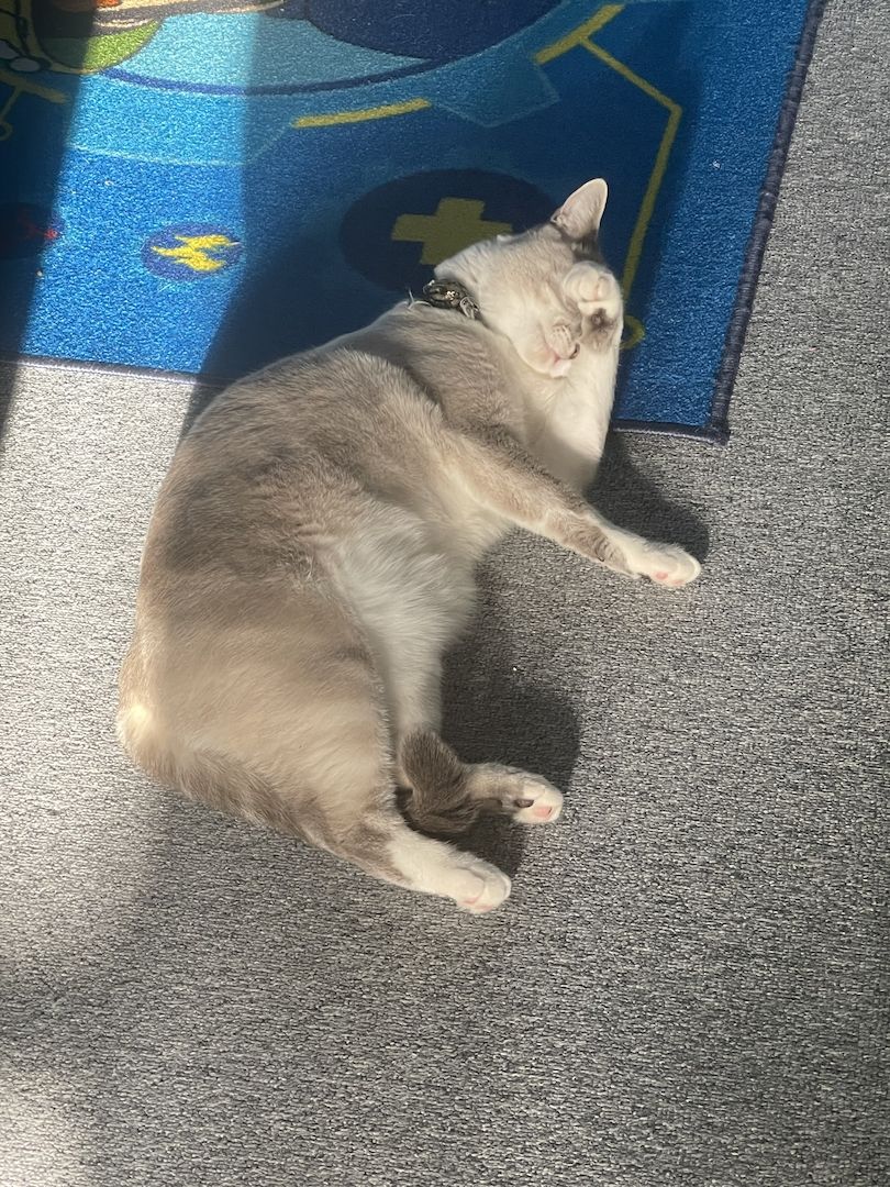 Britisch Kurzhaar Katze/ BKH