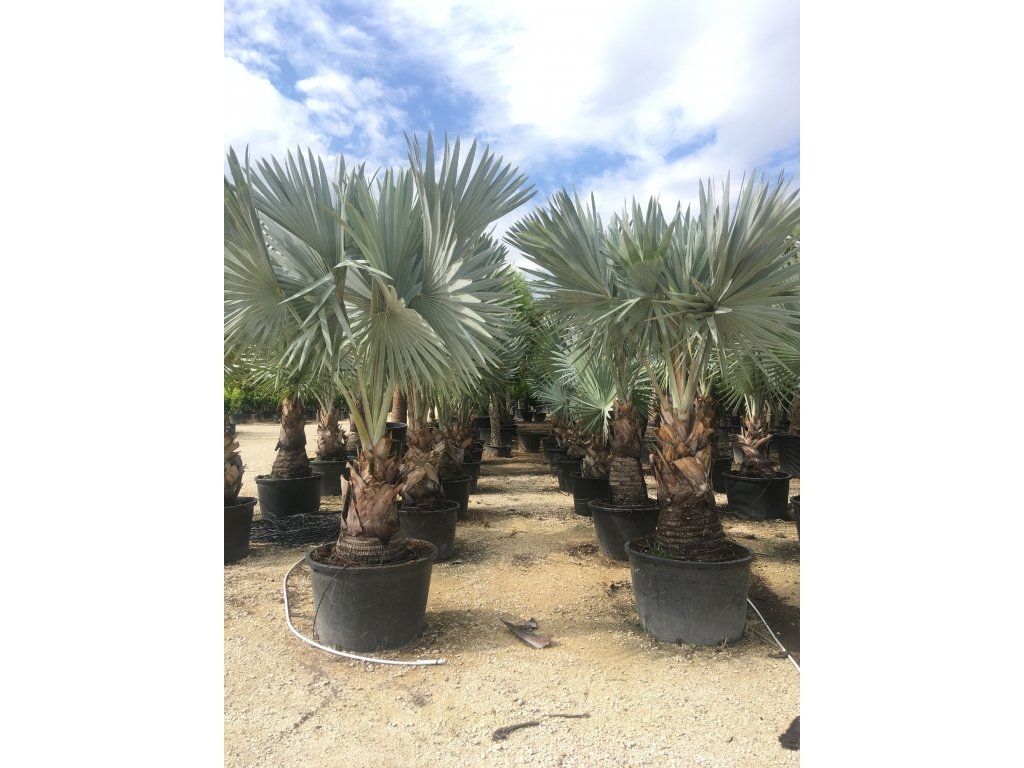 Tropische Palmen Exotische Pflanzen zum verkaufen Deutschland Palm Verkauf Großhandel Berlin