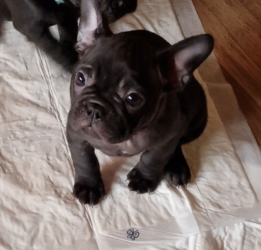 Französische bulldoggen welpen Französische bulldoggen welpen