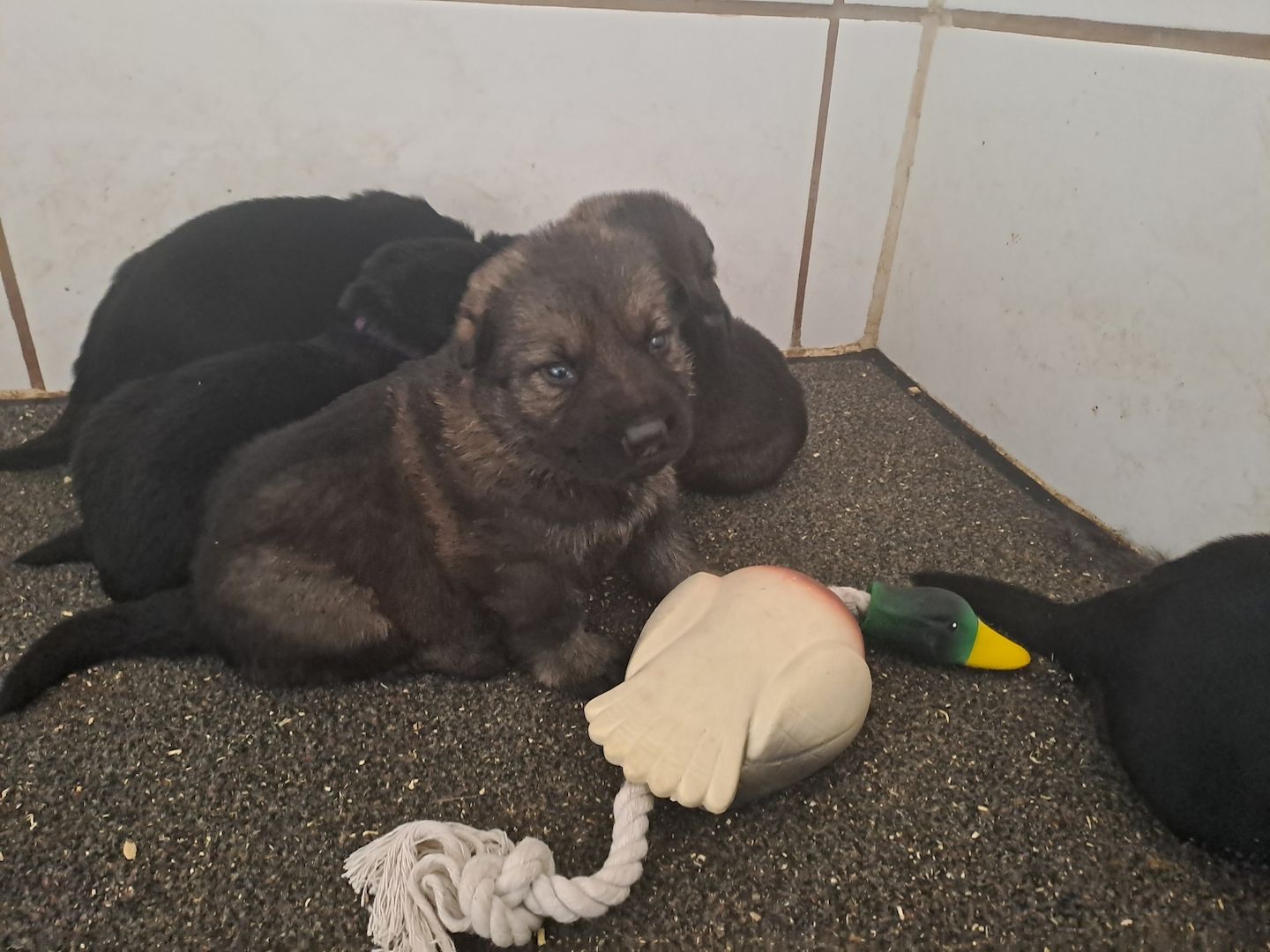 Dt. Schäferhund Welpen,  gerade Rückenlinie,  Leistungszucht