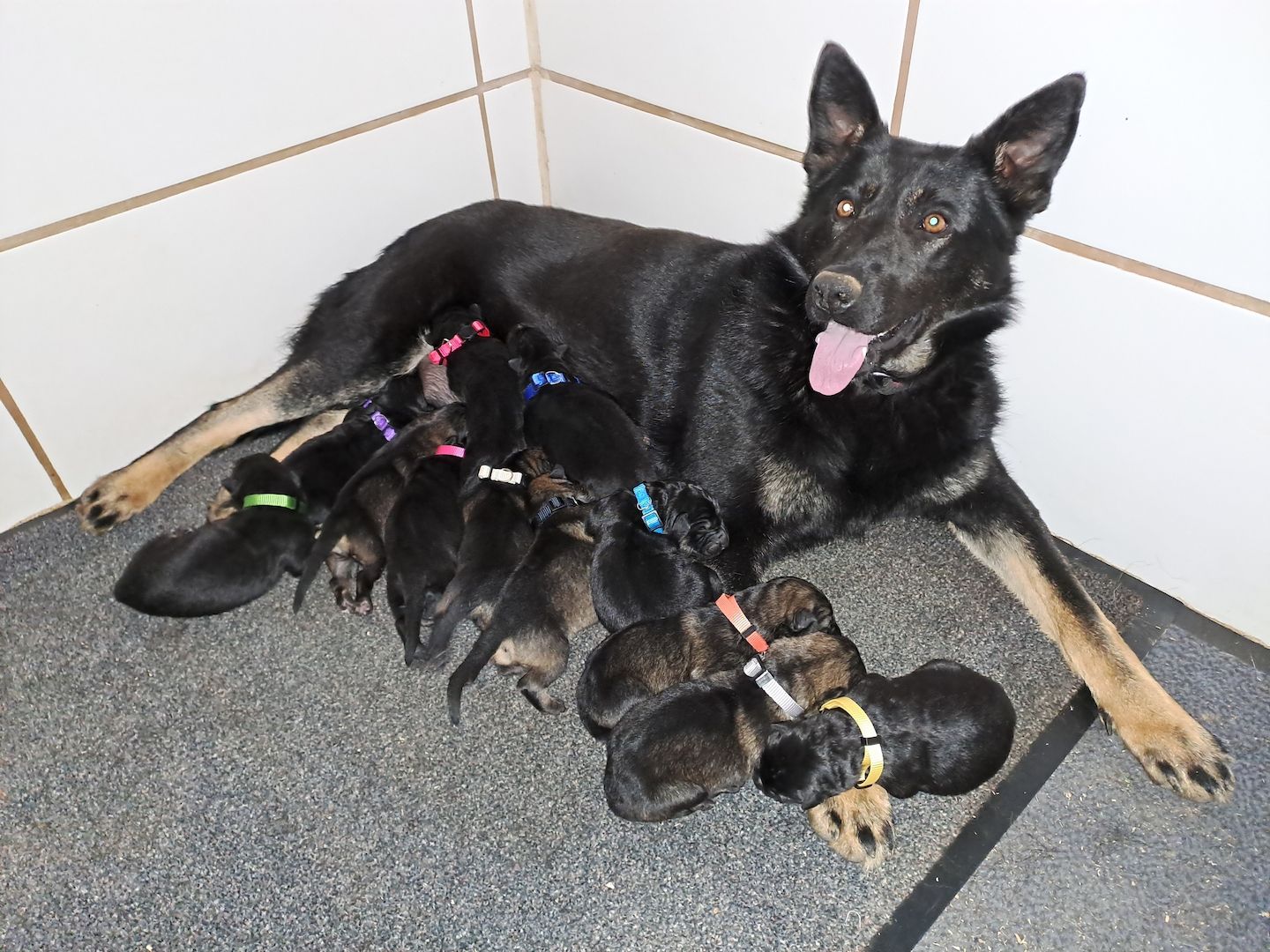 Dt. Schäferhund Welpen,  gerade Rückenlinie,  Leistungszucht