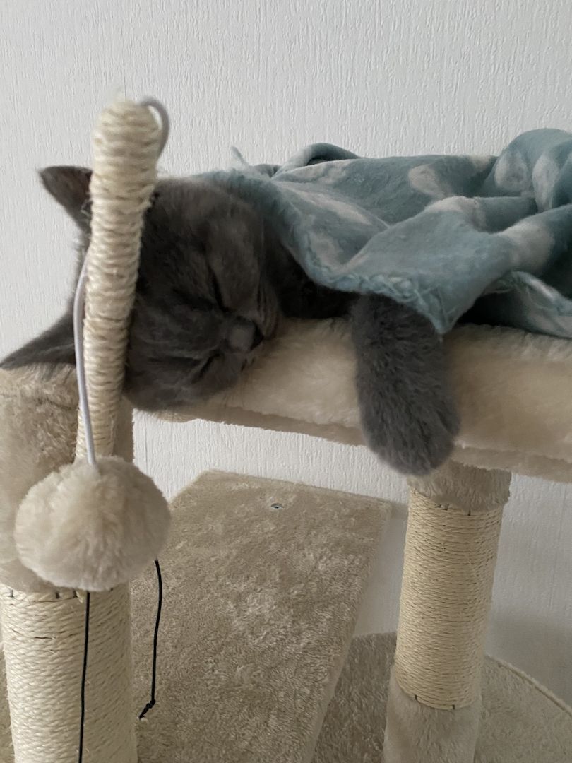 Bkh Kitten (männlich) mit Zubehör