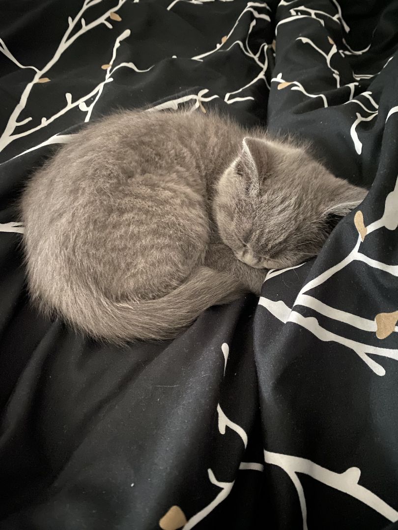 Bkh Kitten (männlich) mit Zubehör