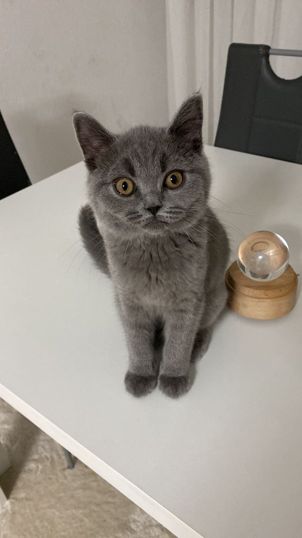 Bkh Kitten (männlich) mit Zubehör