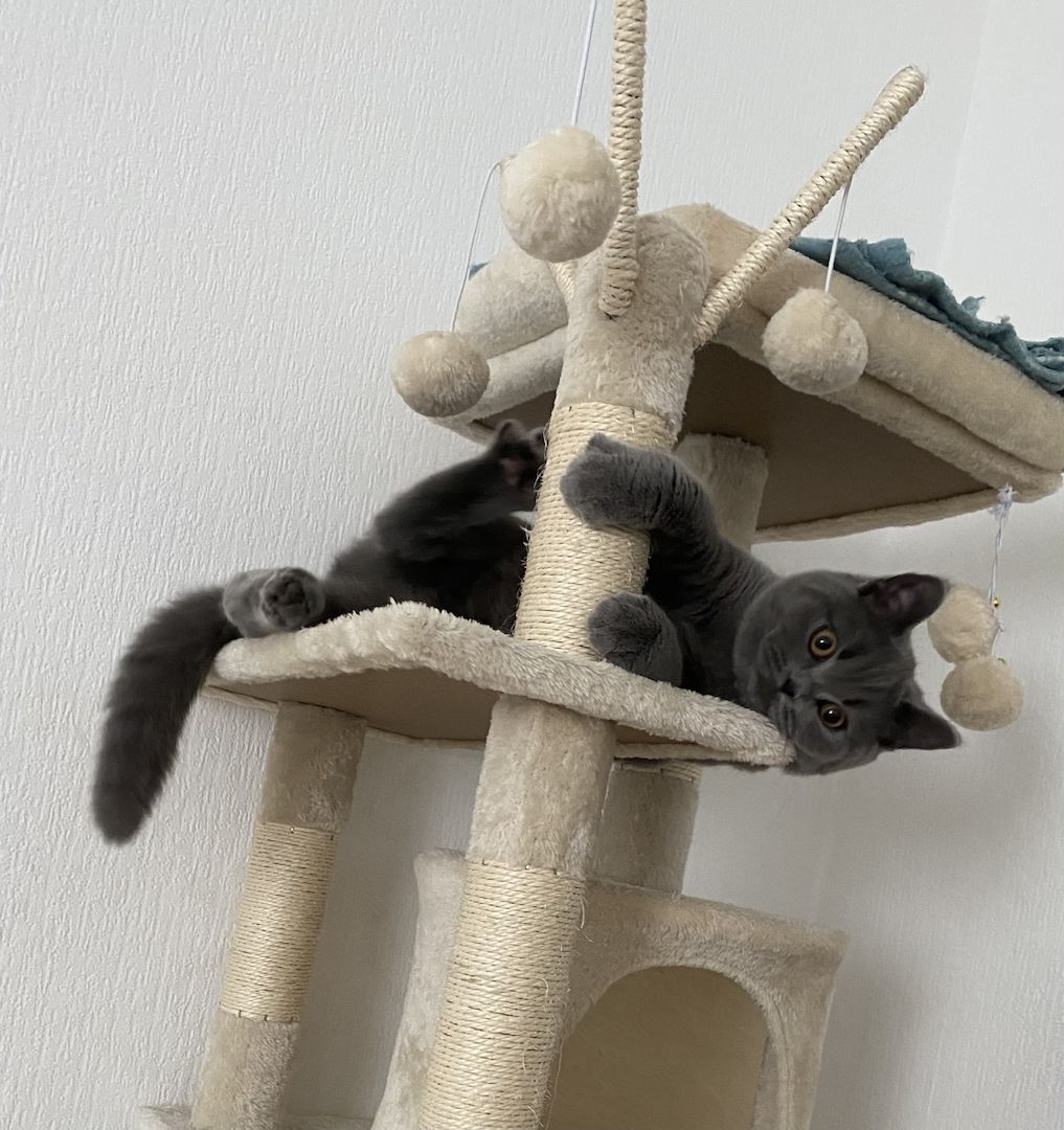 Bkh Kitten (männlich) mit Zubehör