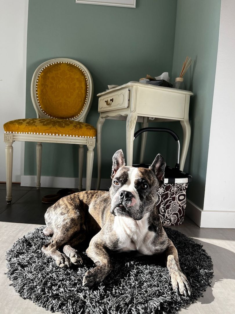 Langschnauziger französischer Bulldoggen Rüde für Erfahrene Langschnauziger französischer Bulldoggen Rüde für Erfahrene